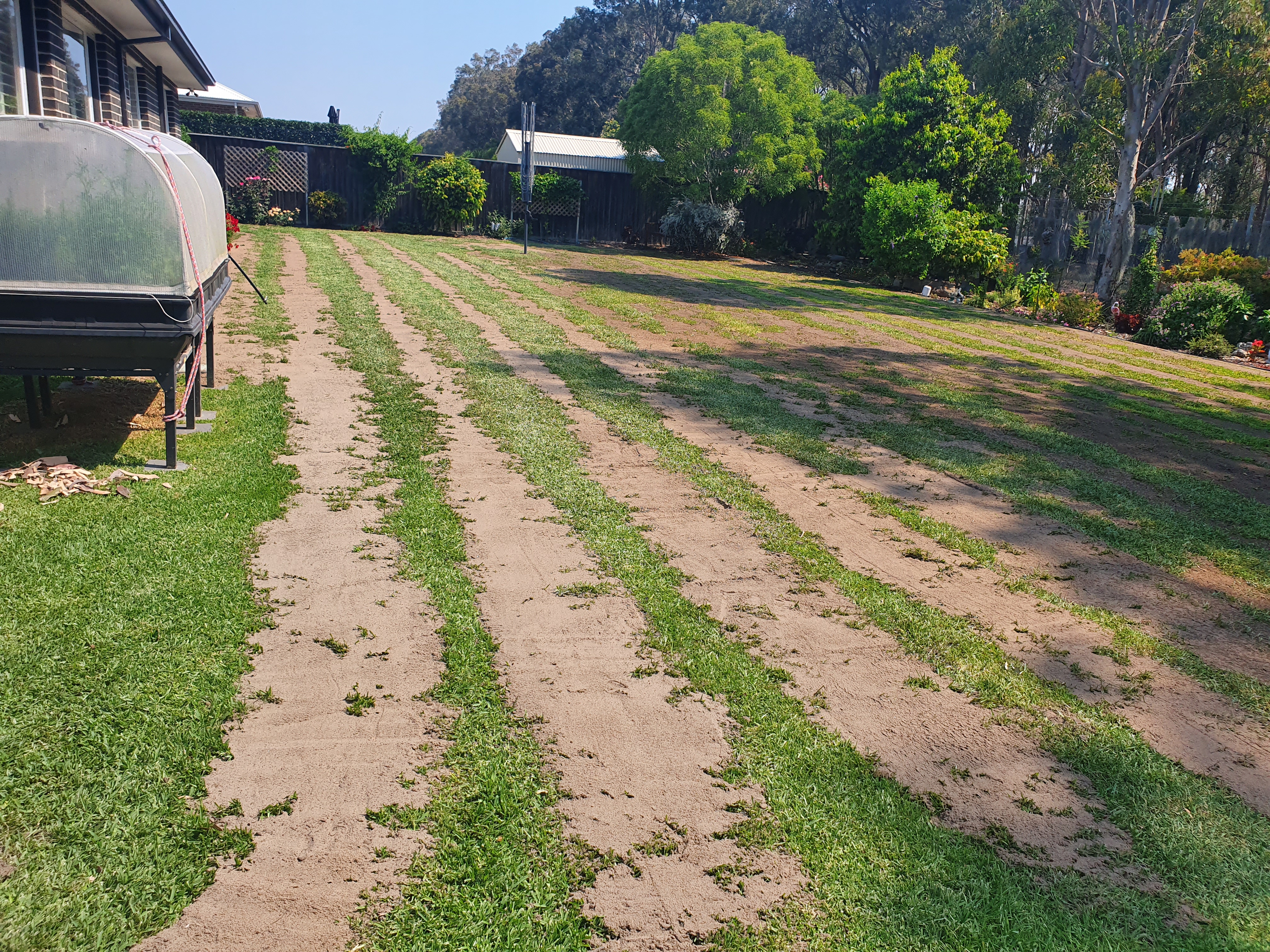 Lawn top dressing on a rural Australian property with eucalyptus trees