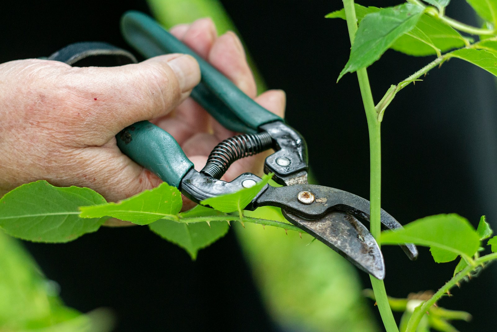 Pruning secateurs trimming a hedge branch