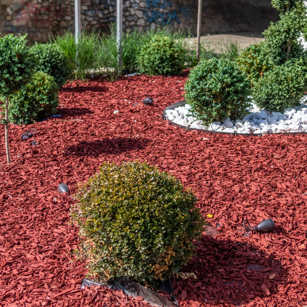 Fresh coloured mulch spread around topiary shrubs in garden beds